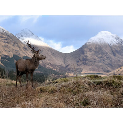 Andrewmckie Red Deer Stag Glen Etive Schottland Foto riesiges Wandbild Poster Druck
