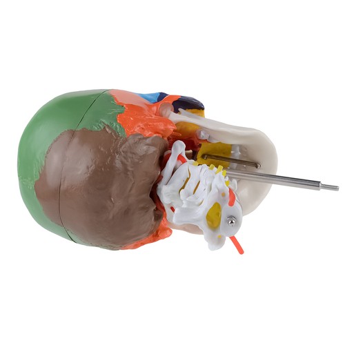 Human Removable Life-Size Colorful Skull Head Anatomical Model Stand Teaching - Picture 10 of 22
