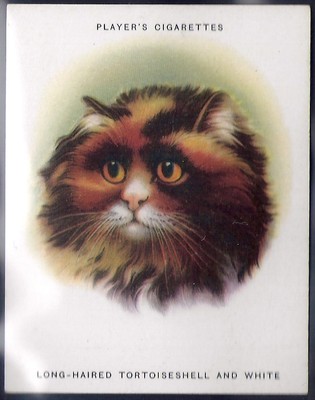 Players Cats L24 23 Long Haired Tortoise Shell And White Ebay