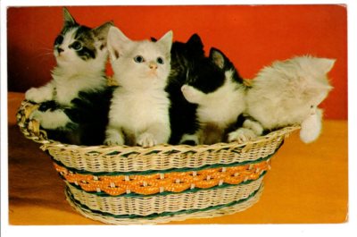 Vintage Postcard Post Card Five is a Crowd Basket Full of Cute Kittens Cats 