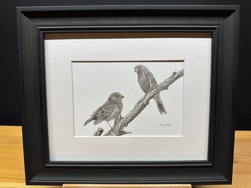 Dibujo de un pinzón macho y hembra pájaros grafito arte boceto impresión de imagen - Imagen 15 de 17