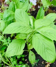 2000+ Green Amaranth Seeds Chinese Spinach Green Edible Vegetable USA