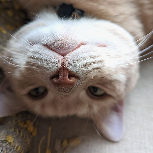 Grey Amaranth Vintage & Eclectic | eBay Stores