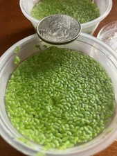 150 Duckweed Lemna minor   Live Floating Aquarium Plant   