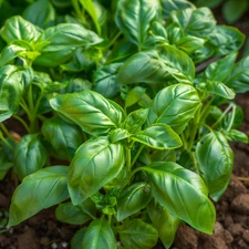 Italian Basil Seeds, Large Leaf, Heirloom, Non-GMO, Culinary, Free Shipping