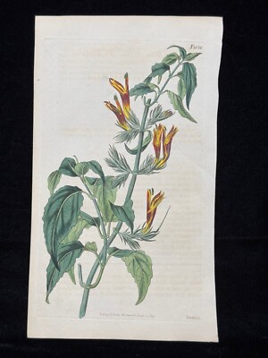 S. Curtis Walworth Botanical Hand Colored Engraving 1819 Dicliptera