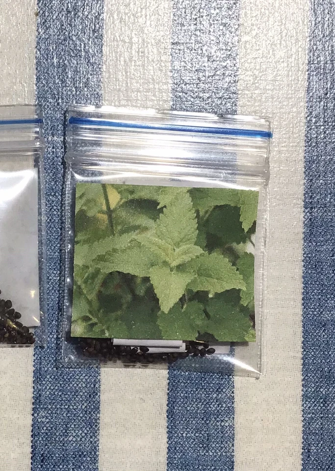 Catnip 2800+ Seeds (Nepeta) Instructions Included x - Image 2 of 4