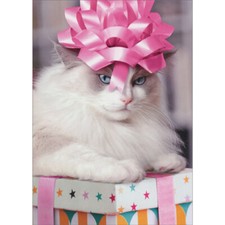 Cat Wearing Pink Bow on Head Sitting on Present Funny Birthday Card for Women