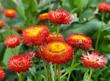 Copper Red Strawflower - Pack 100 Seeds - Annual Plant for Home Garden/Container