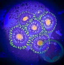SAF~ “WYSIWYG” Florida Gators  Zoanthid Coral Frag, Palythoa, Paly, Zoa