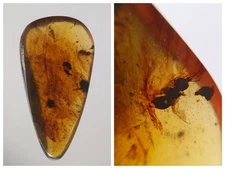 100 MILL. YEARS OLD BURMITE AMBER WITH WASP (ABR17/8)