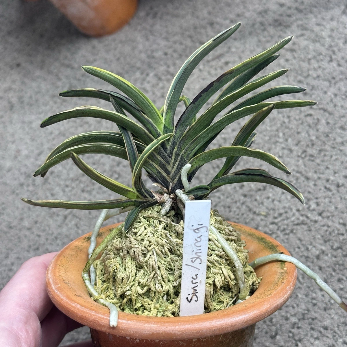 风兰兰花| eBay
