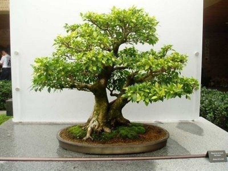 25 SYCAMORE BONSAI SEEDS, GROW YOUR OWN BONSAI TREES eBay