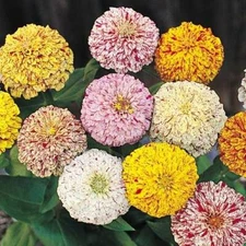 Zinnia PEPPERMINT STICK Mix Pollinators Candy Striped Flowers Non-GMO 200 Seeds