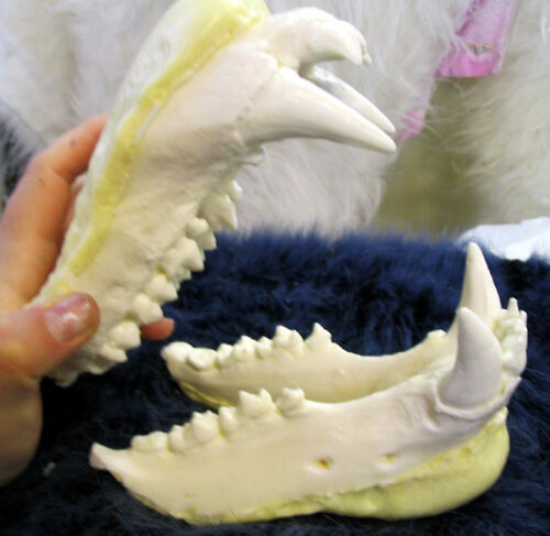 Medium reproduction polar bear teeth jaws cast REPLICA - Picture 4 of 4
