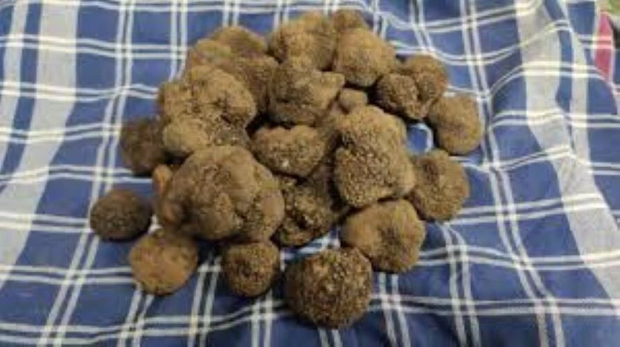 Precious Italian fresh black truffles. Black truffle 270g. 9.5 oz. Mushrooms. - Image 4 of 4
