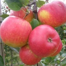 Pink Lady Apple Tree Seeds -24 Seeds - (PINK LADY)