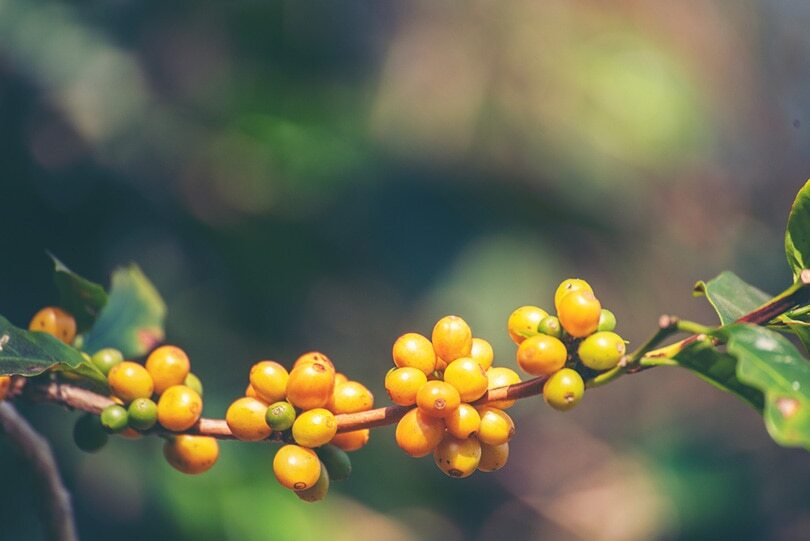ETHIOPIAN YIRGACHEFFE COFFEE BEANS MEDIUM ROASTED 5 POUNDS IN 1 POUND BAGS