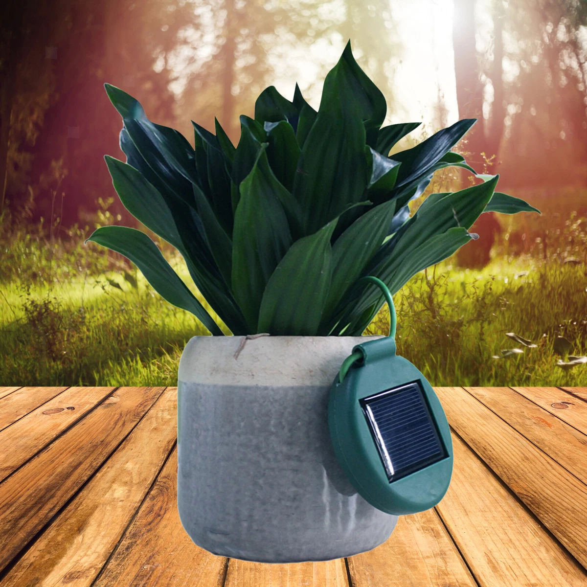 Solar top lantern planter