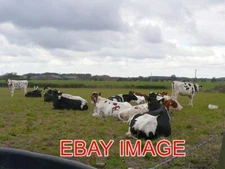 PHOTO  CATTLE NEAR MANOR HOUSE COTTAGES LOOKING ACROSS FIELDS TOWARDS TUMBLE TYE