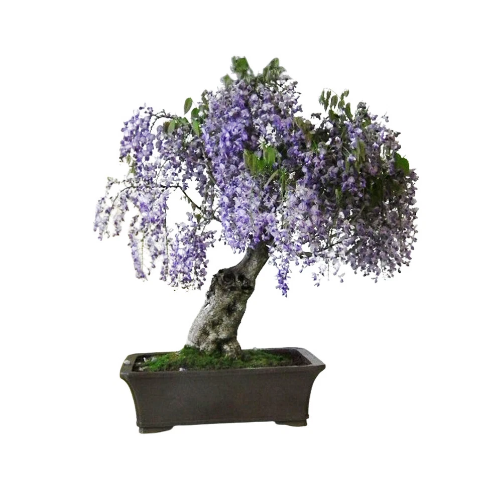 Princess Empress Foxglove Tree | 50+ seeds | Very fast growing Same Day Dispatch - Image 3 of 4