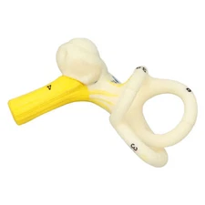 Ear Semicircular Canal Model Educational Inner Ear Labyrinth Model Better