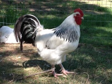 8 Light Sussex Chicken Hatching Eggs Large Fowl