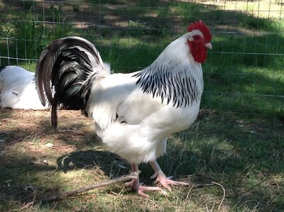 8 Light Sussex Chicken - Large Fowl - Hatching Eggs - USPS or UPS Shipping