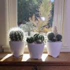 Picture 7 of 11