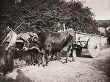 1922 Vintage SPAIN Durango Basque Peasant Ox Cart Livestock Photo Art HIELSCHER