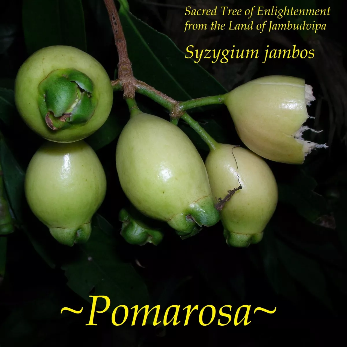 POMA ROSA~ SACRED FRUIT TREE Syzygium Jambos ROSE APPLE Live small Potd  Plant | eBay