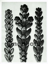 1929 Original KARL BLOSSFELDT Botanical Plant Flower Abstract Photo Gravure Art