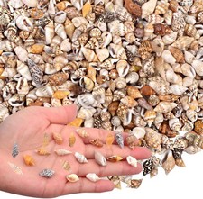 AGNURCADE about 1000Pcs 200G Small Sea Shells Tiny Mixed Natural Spiral Conch S
