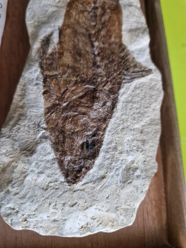Fossil CARANGIDE bolca 20 Cm - Foto 18 di 24