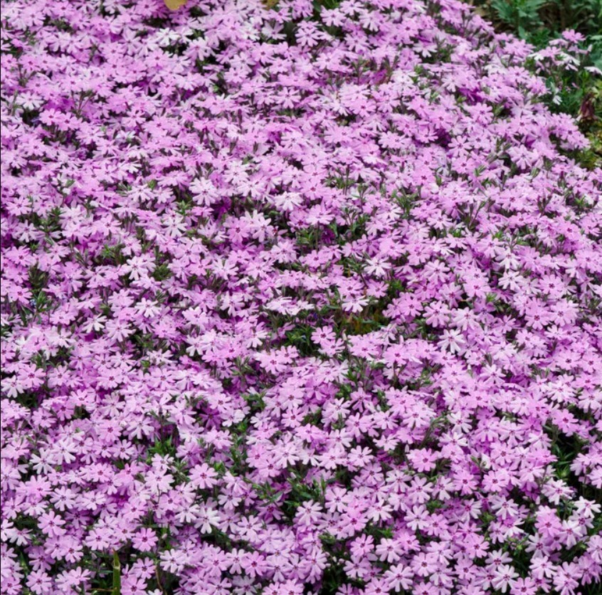 Set 2 Creeping Phlox Pink Fort Hill Starter Plant - 3-6" Tall Plug - Groundcover