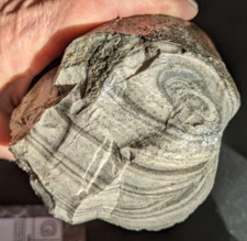 Cobden Chert, 2 lbs. 6 oz., nice banding, Illinois, lapidary flint knapping