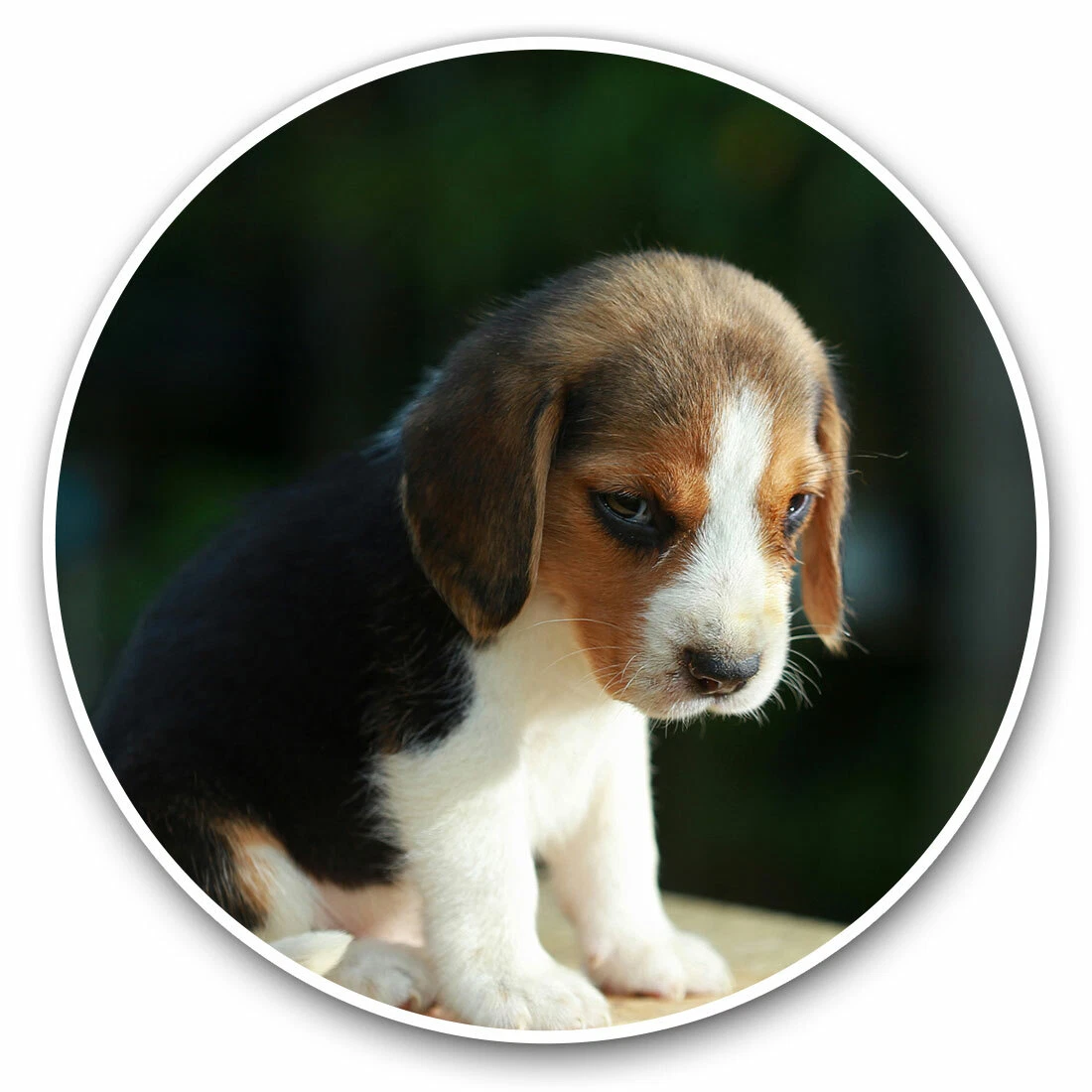 Cute baby cheap beagle puppies
