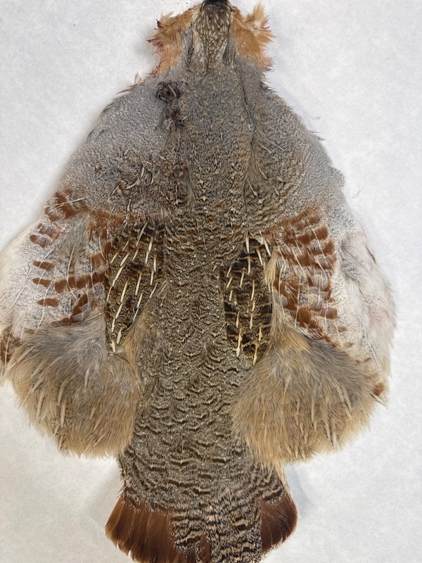 Hungarian Partridge Pelt, craft, Fly Tying Feathers, Select Hun Skin