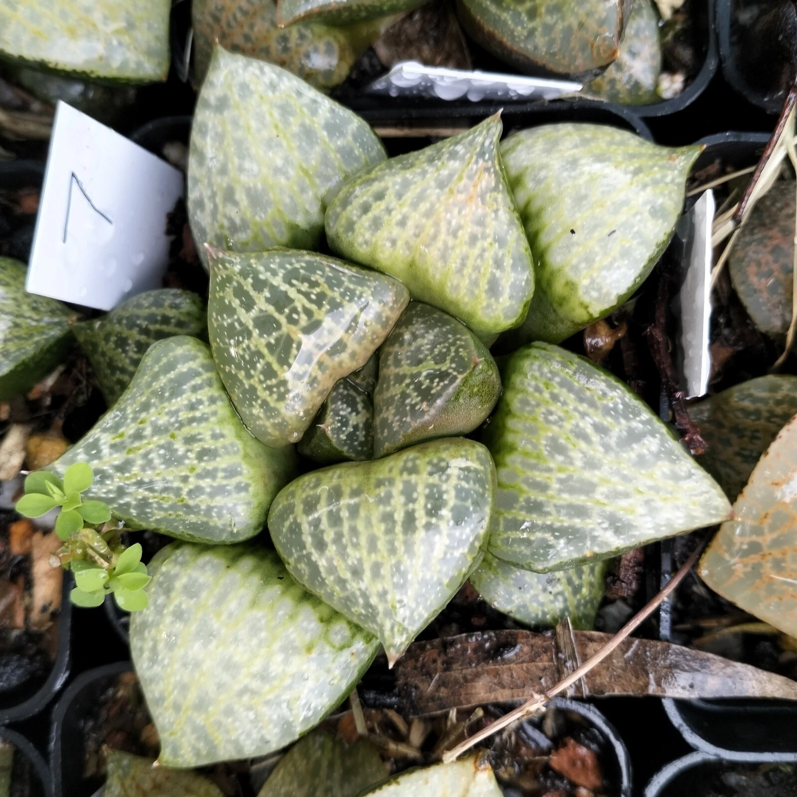 Haworthia Plant 7 mature plant very well rooted , Succulent
Opens in a new window or tab