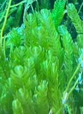 Caulerpa Mexicana (4-5“ Frag) Live Macro Algae Saltwater Coral Reef