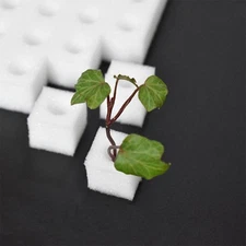 100X Soilless Cultivation Planting Cotton Hydroponics Blo/ Sponge J5T0 G4Q4