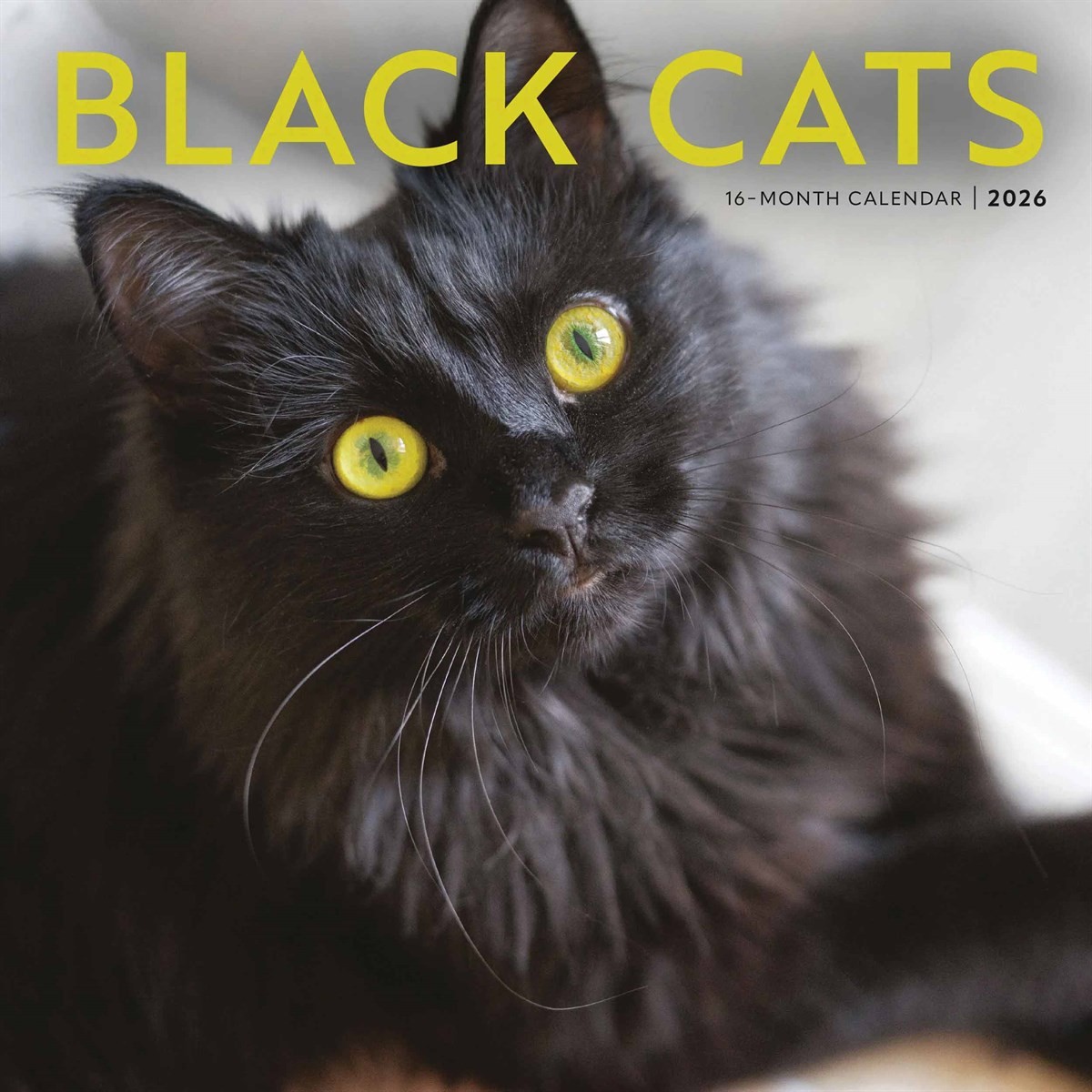 Black Cats Calendar 2026, Wall Calendars, Month To View, Cats, Gift