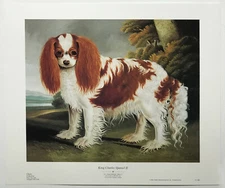 King Charles Spaniel 11 by J.L.Clark ( British) Reproduction Print