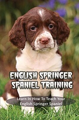Spaniel Puppy Training English Springer Spaniel Training English