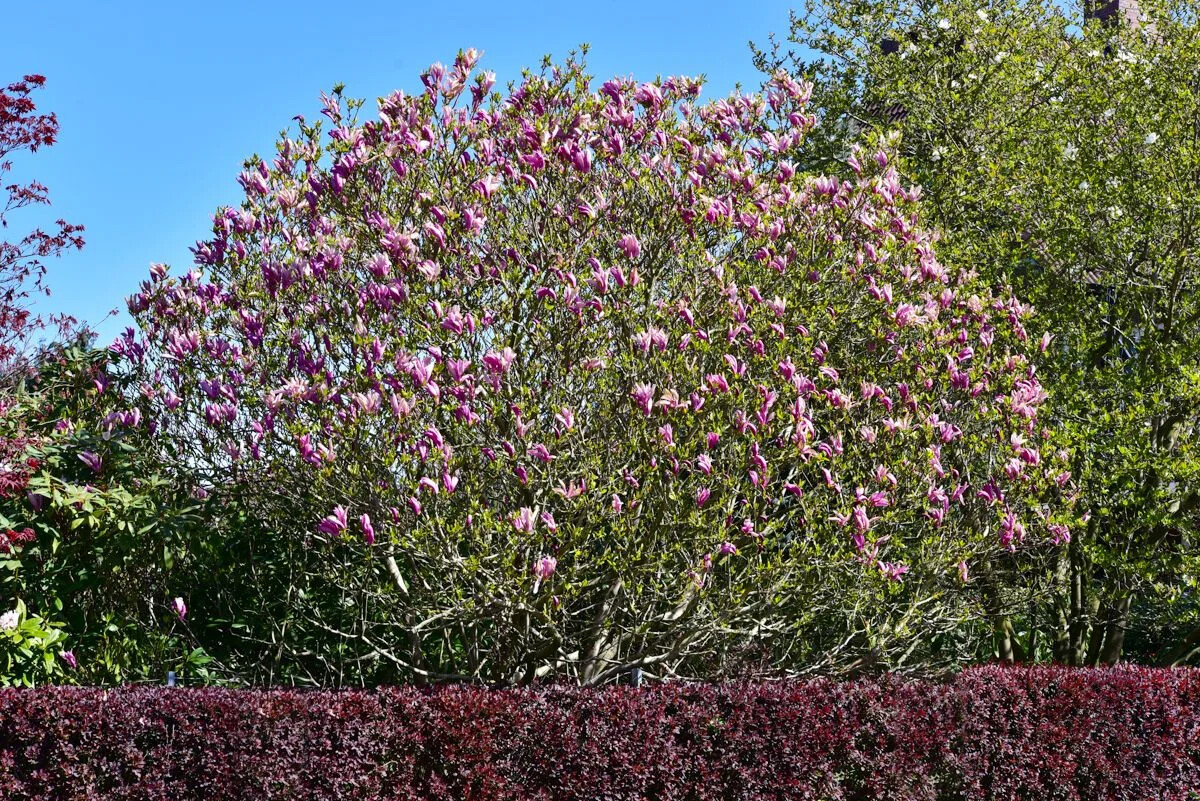 Magnolia liliiflora 'Nigra' / Purpurmagnolie Nigra / Frühlingsblüher