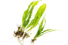 Java Fern - 1 - 100 Loose - Tropical Water Live Aquarium Plants