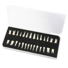 28Pcs Dental Adult Permanent Teeth Model 1:1 Full Mouth Root Dentistry Studying