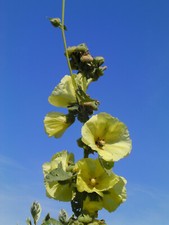 4xStock-Bauernrose Alcea rosea Malve Rosa Gelb Weiß Rot Staude Sommerblühe SAMEN