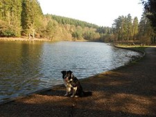 25th February weekend 2 nights dogfriendly cottage Forest of Dean