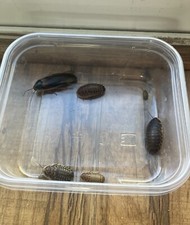 Dubia roaches starter pack